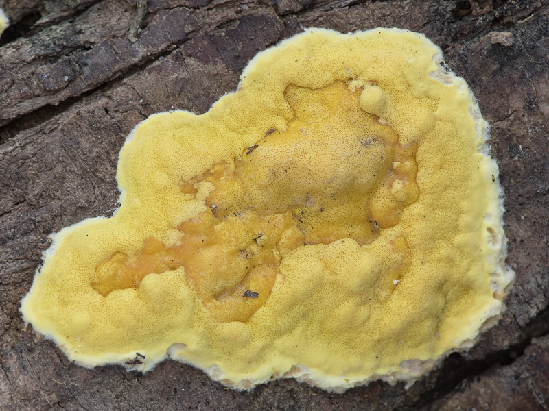 Hypocrea sulphurea